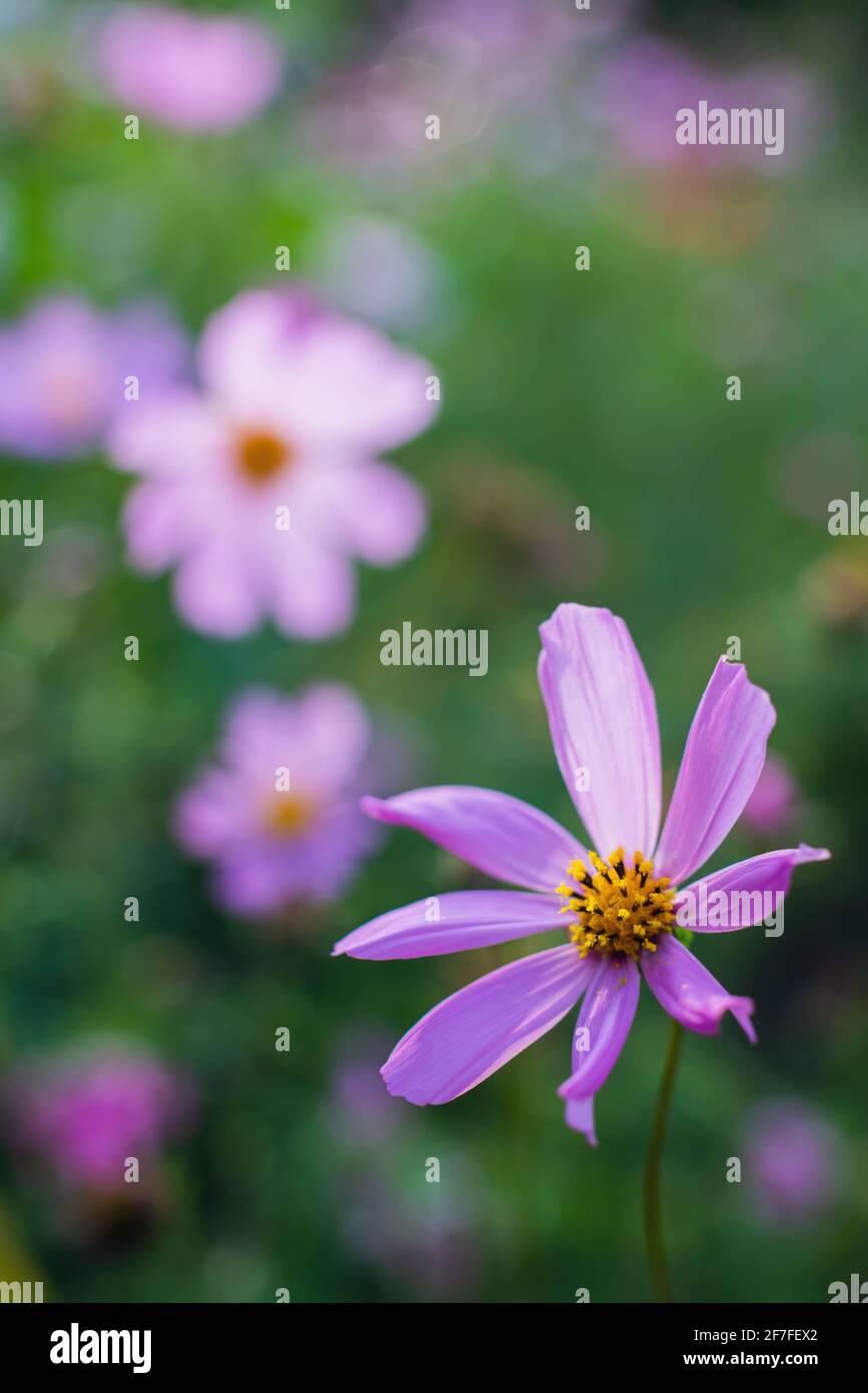 COSMOS flower Cosmos Bipinnatus con sfondo sfocato. Foto Stock