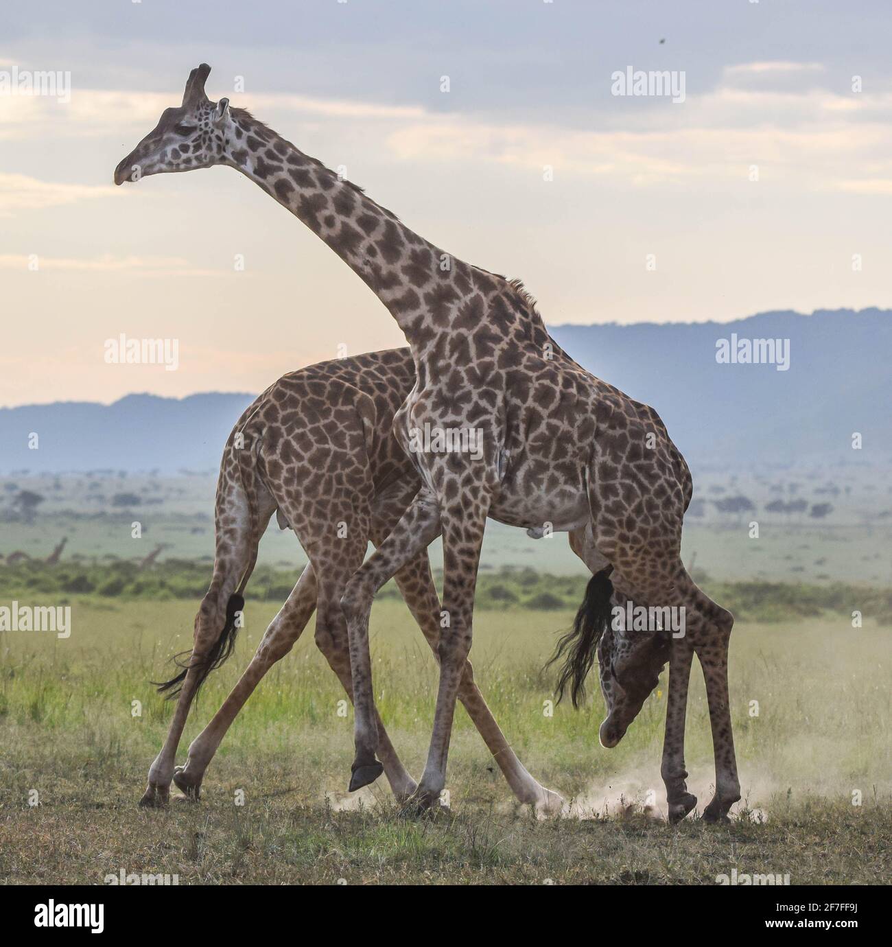 RISERVA NAZIONALE DI MAASAI MARA, KENYA: La lotta si è svolta in 20 minuti quando le giraffe si annoiarono e si allontanarono. Le immagini RICCHE DI AZIONE rivelano il Foto Stock