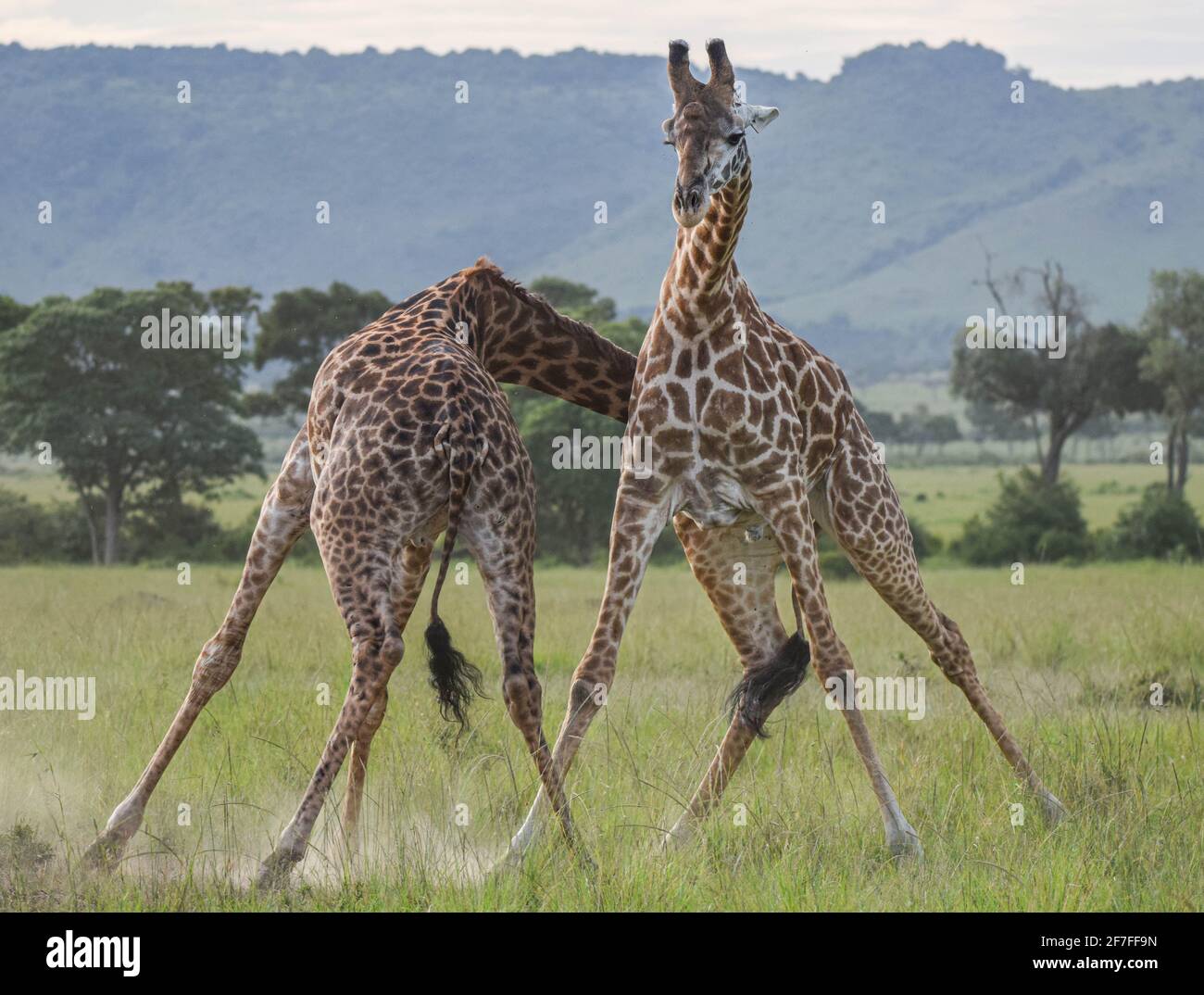 MAASAI MARA NATIONAL RESERVE, KENYA: Mentre una giraffa oscilla il collo con forza epica, la sua controparte si erge con le gambe divaricate per l'equilibrio. CA Foto Stock