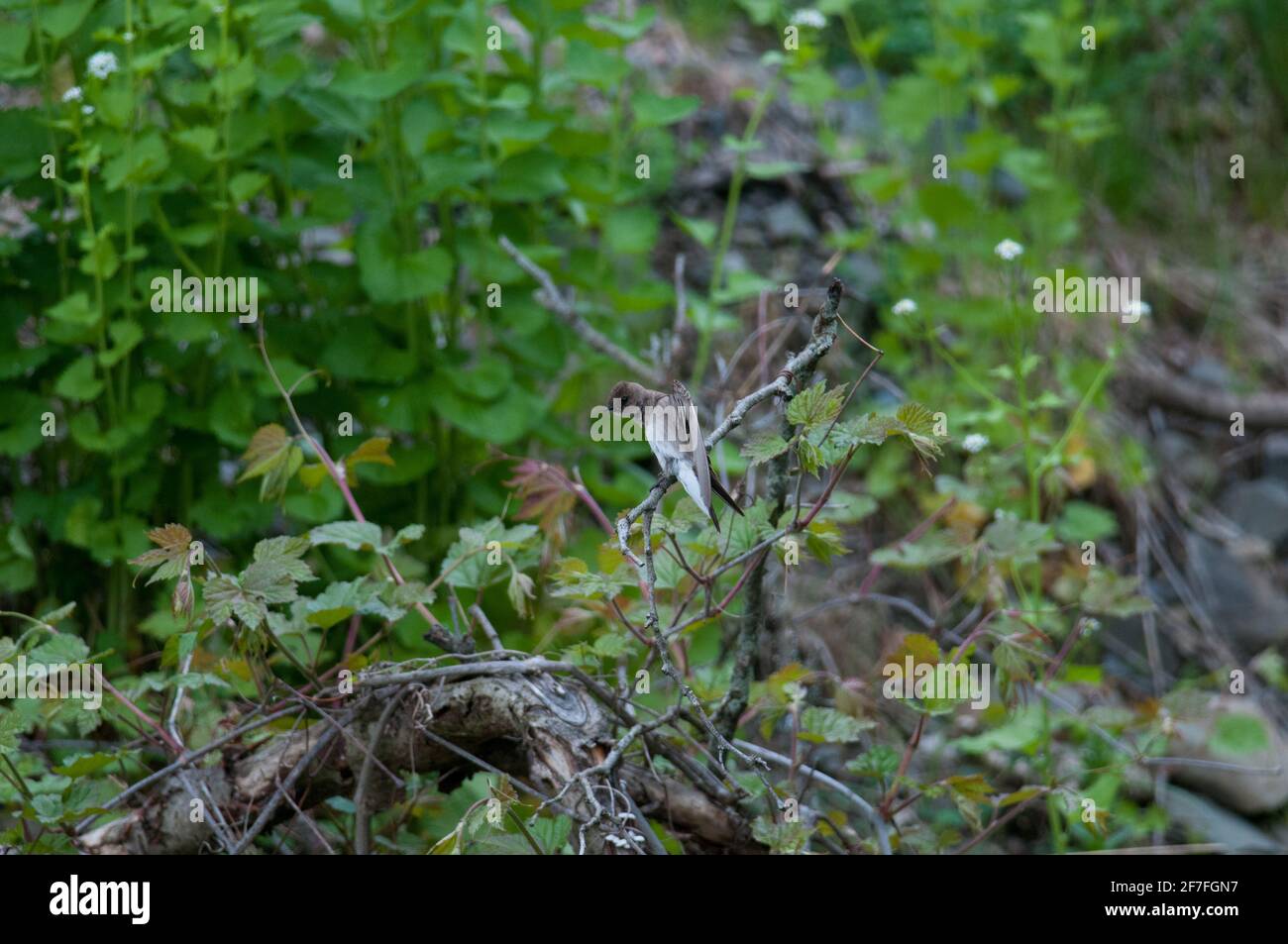 Swallow settentrionale alato Foto Stock