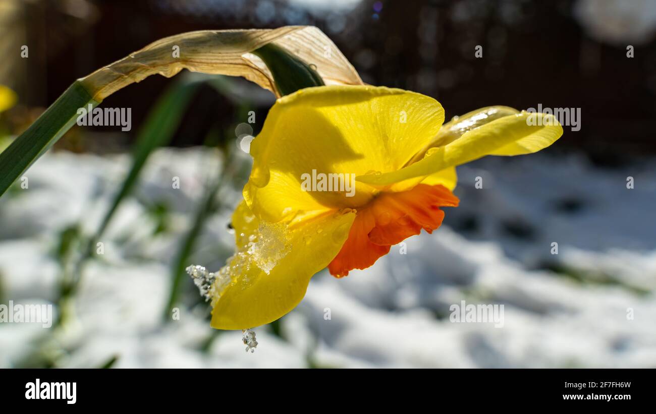 Il daffodil giallo è stato coperto di neve dall'inizio dell'inverno e illumina giallo e arancione nella luce del mattino. L'inverno combatte contro la primavera, Ostern Foto Stock