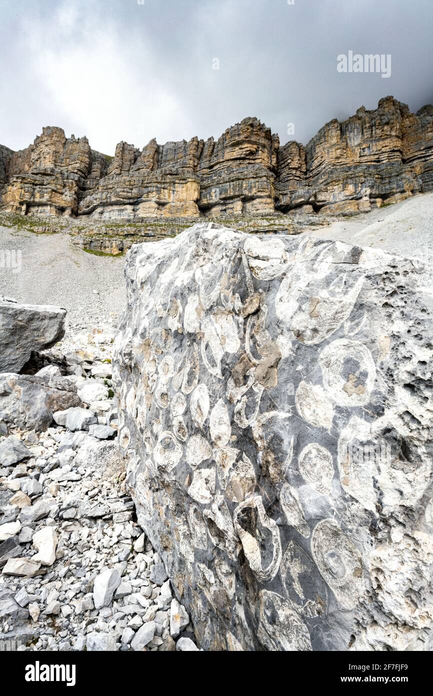 Fossili marini sulle rocce dell'area geologica Orti della Regina, Dolomiti di Brenta, Madonna di Campiglio, Trentino, Italia, Europa Foto Stock