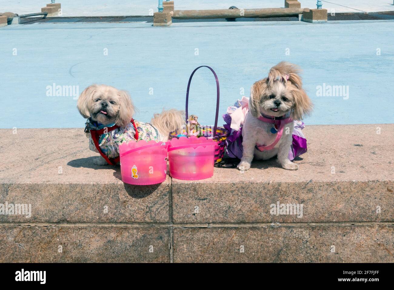 2 cani Shih Tzu e un uccello da parakeet vestito per la Domenica di Pasqua. In un parco a Queens, New York City. Foto Stock
