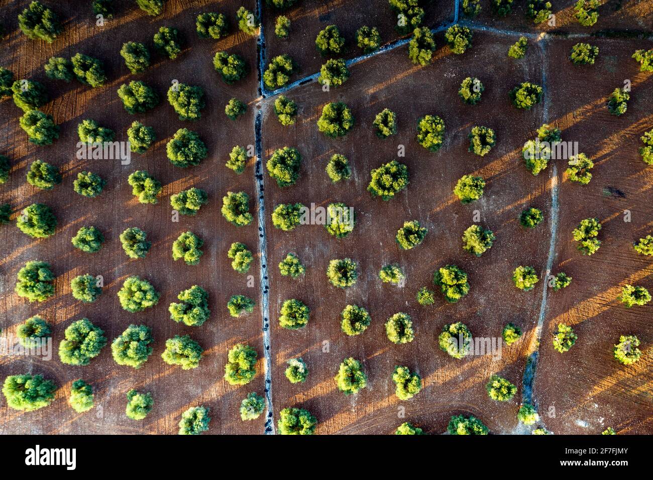 Oliveti dall'alto, vista aerea, Puglia, Italia, Europa Foto Stock