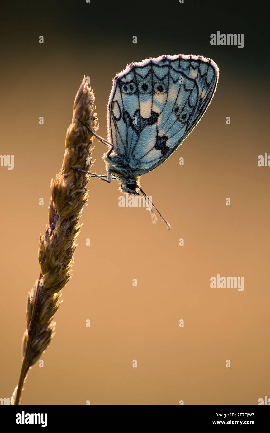 Farfalla bianca marmorizzata (Melanargia galathea), arrostimento adulto sull'erba, nell'habitat dei prati, Kent, Inghilterra, Regno Unito, Europa Foto Stock