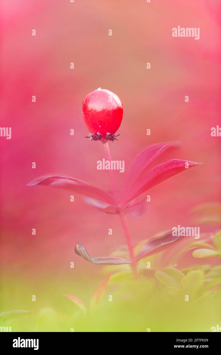 Mirtillo settentrionale (Vaccinium uliginosum), Senja, Norvegia, Scandinavia, Europa Foto Stock