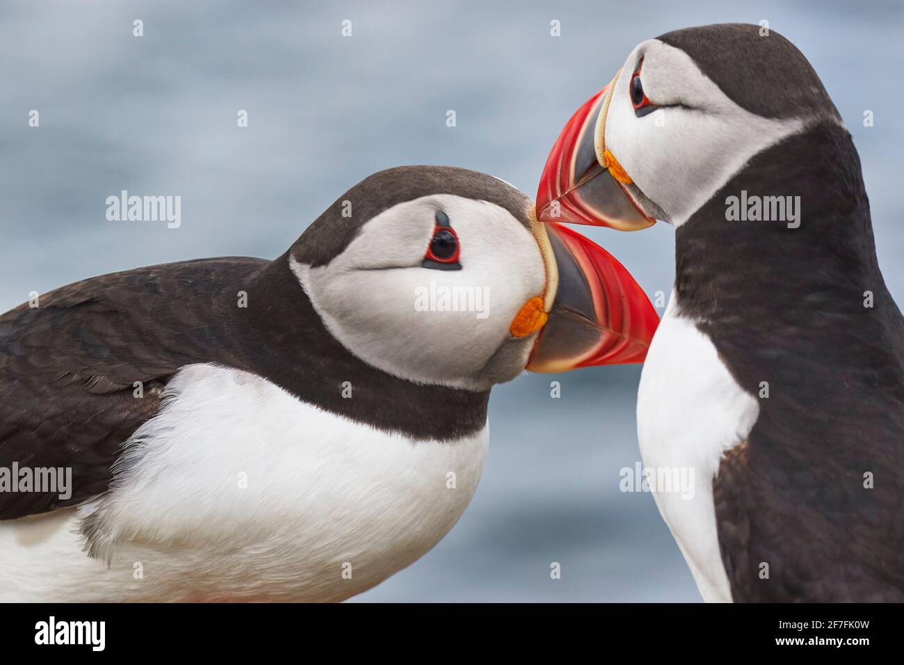 Due Puffins dell'Atlantico (Fratercla arctica) saluto, su Staple Island, Isole Farne, Northumberland, Inghilterra nordorientale, Regno Unito, Europa Foto Stock