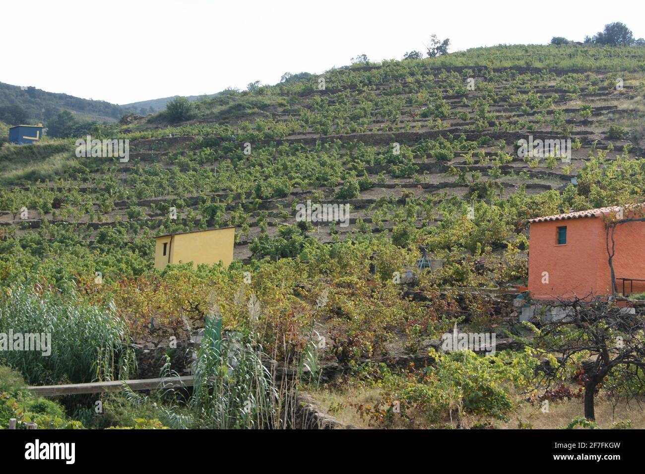 Garden Shed a la France - i piccoli vigneti di famiglia di Roussillon hanno casots per immagazzinare attrezzature per la raccolta e la cura dei vigneti. Foto Stock