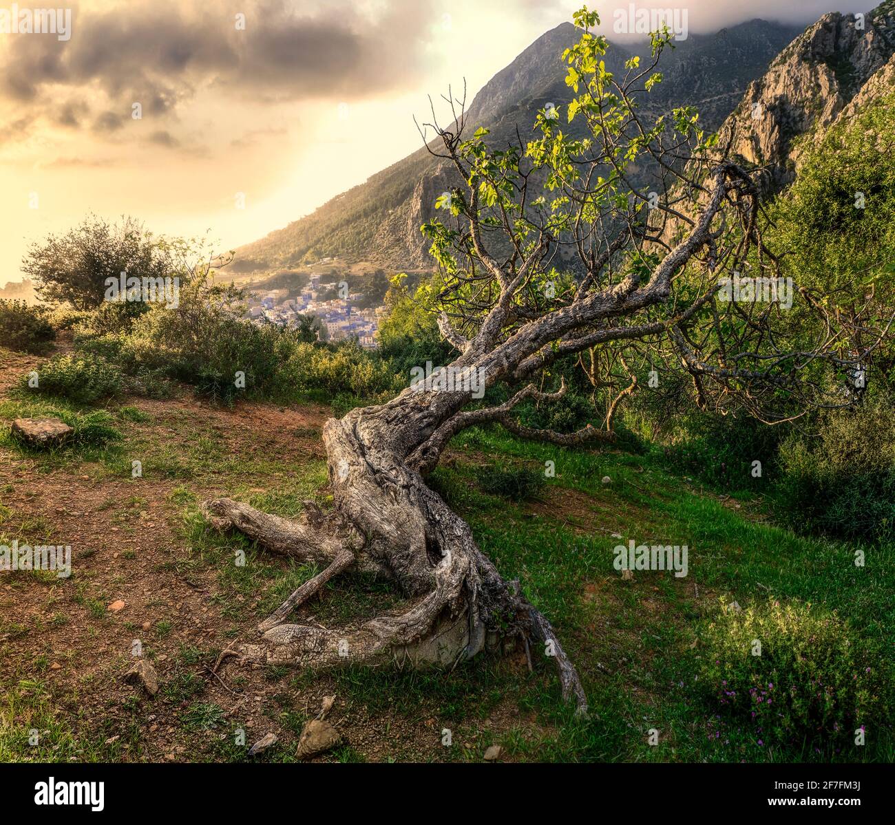 Un antico albero situato su una collina sopra Chefchaouen, Marocco, Africa del Nord, Africa Foto Stock