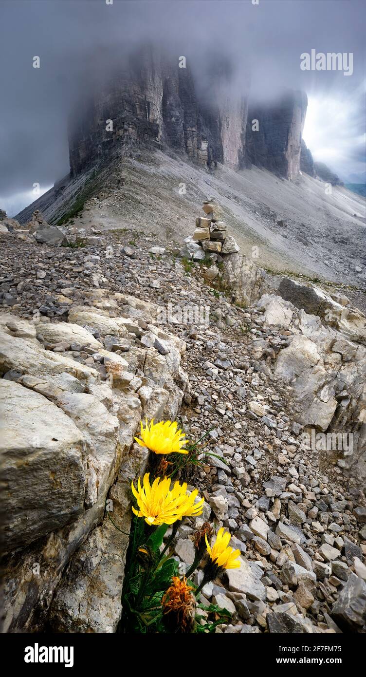 Tre cime coperte da nuvole e alcune rocce e fiori gialli in primo piano, Dolomiti, Trentino-Alto Adige, Italia, Europa Foto Stock