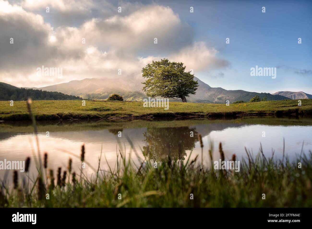 Alba su un albero solitario e curvato che si riflette in un lago di montagna sul monte Cusna, Monte Cusna, Appenini, Emilia Romagna, Italia, Europa Foto Stock