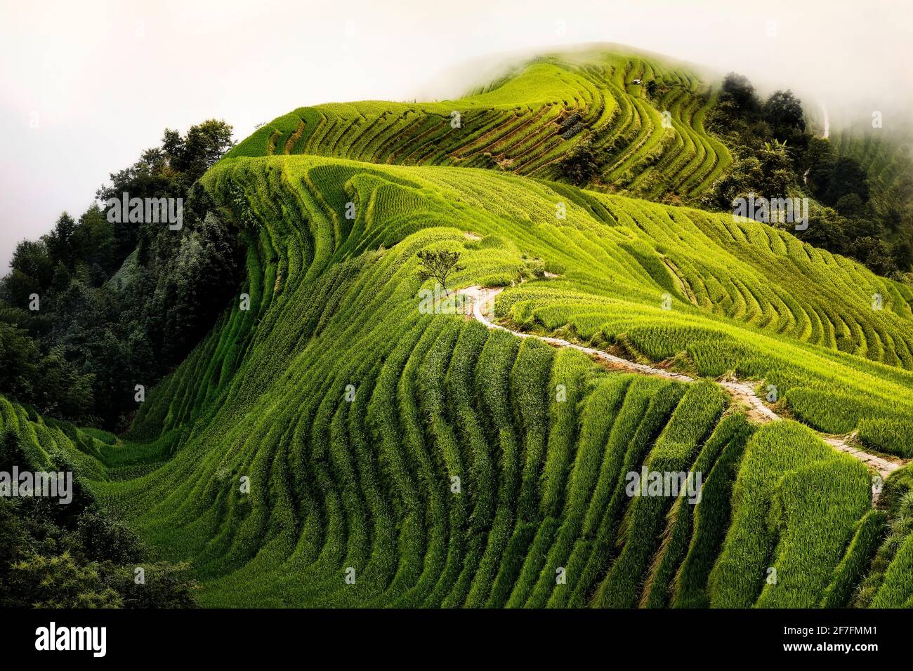 Vista dall'alto di un percorso nelle risaie a terrazza Longsheng, conosciute anche come risaie a terrazza della spina dorsale del Drago, Guanxi, Cina, Asia Foto Stock