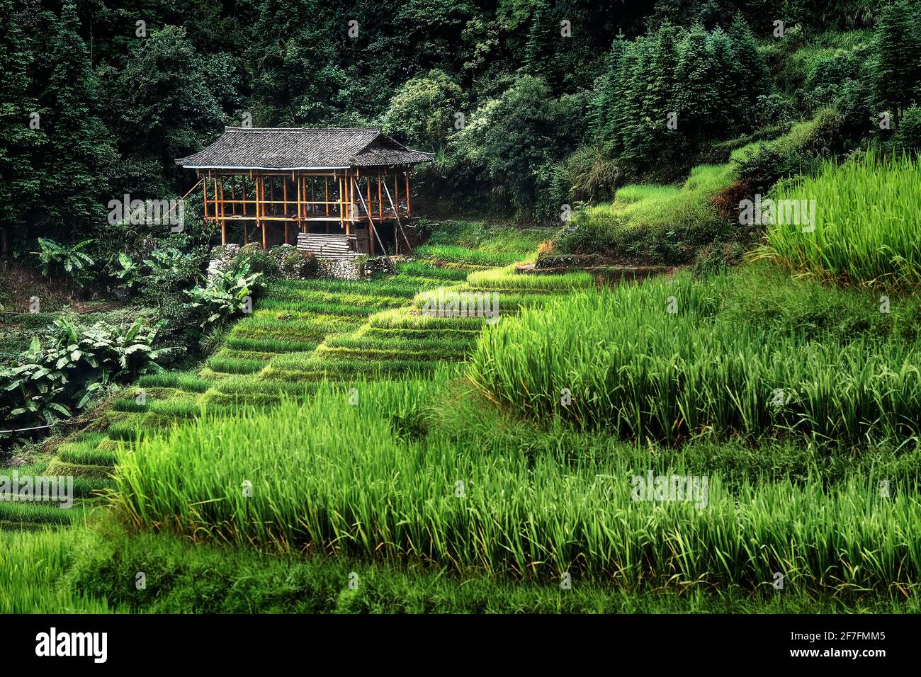 Piccola casa di bambù nelle terrazze di riso Longsheng, Guangxi, Cina, Asia Foto Stock