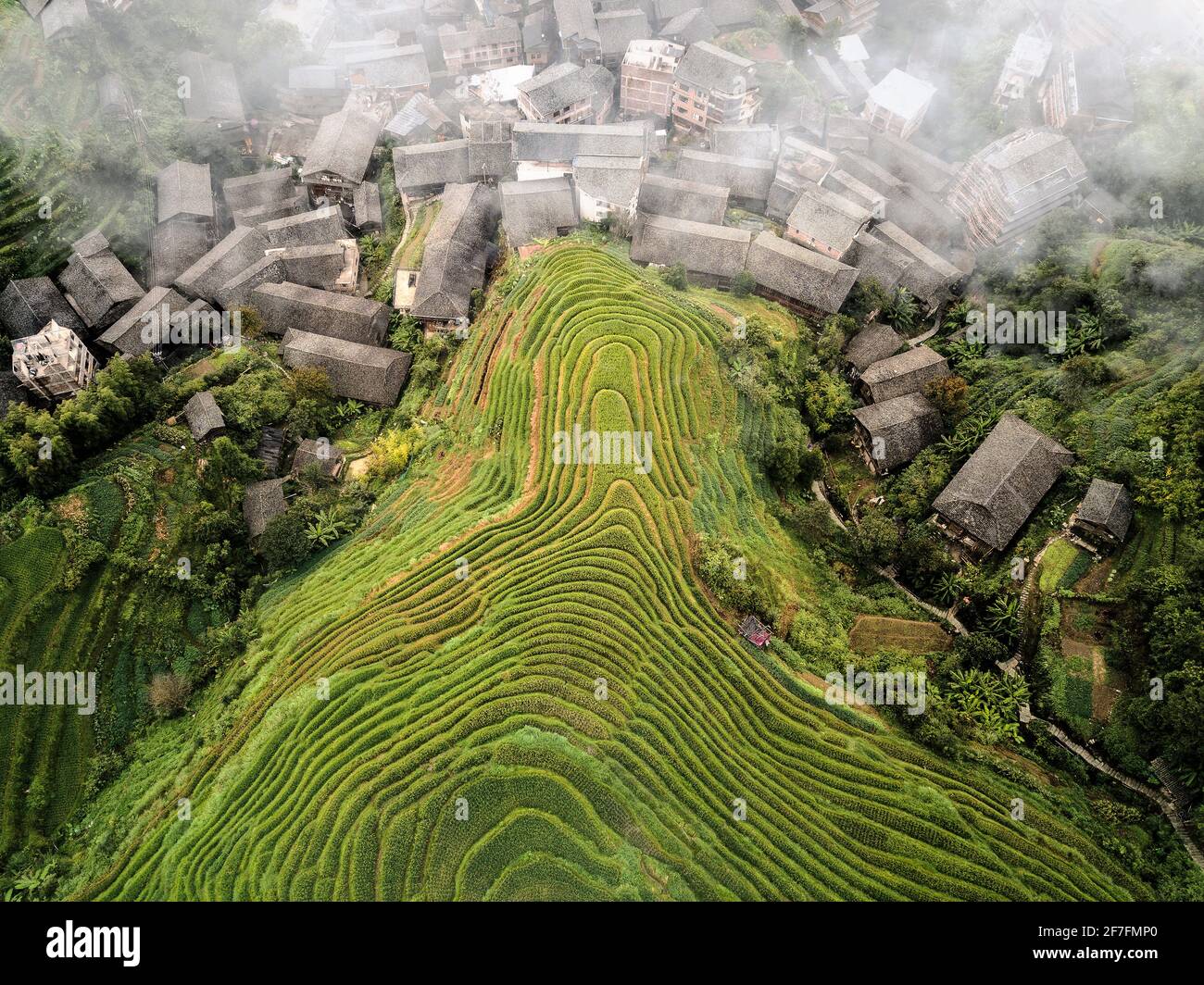 Vista aerea sulle risaie a terrazza di Longsheng, conosciuta anche come spina dorsale del drago a causa della loro forma, Guangxi, Cina, Asia Foto Stock