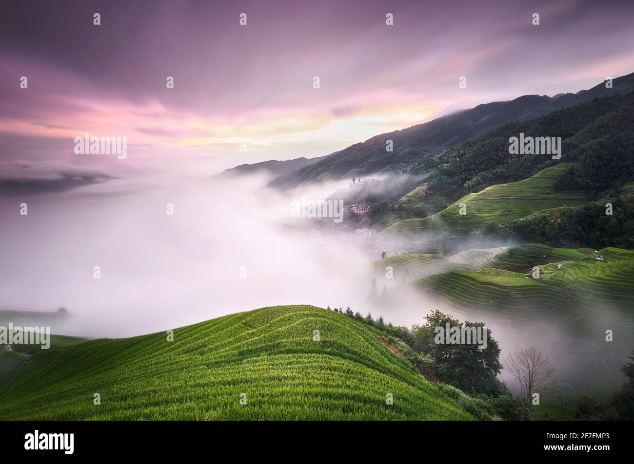 Tramonto viola con nebbia sopra le risaie a terrazza Longsheng, Guangxi, Cina, Asia Foto Stock