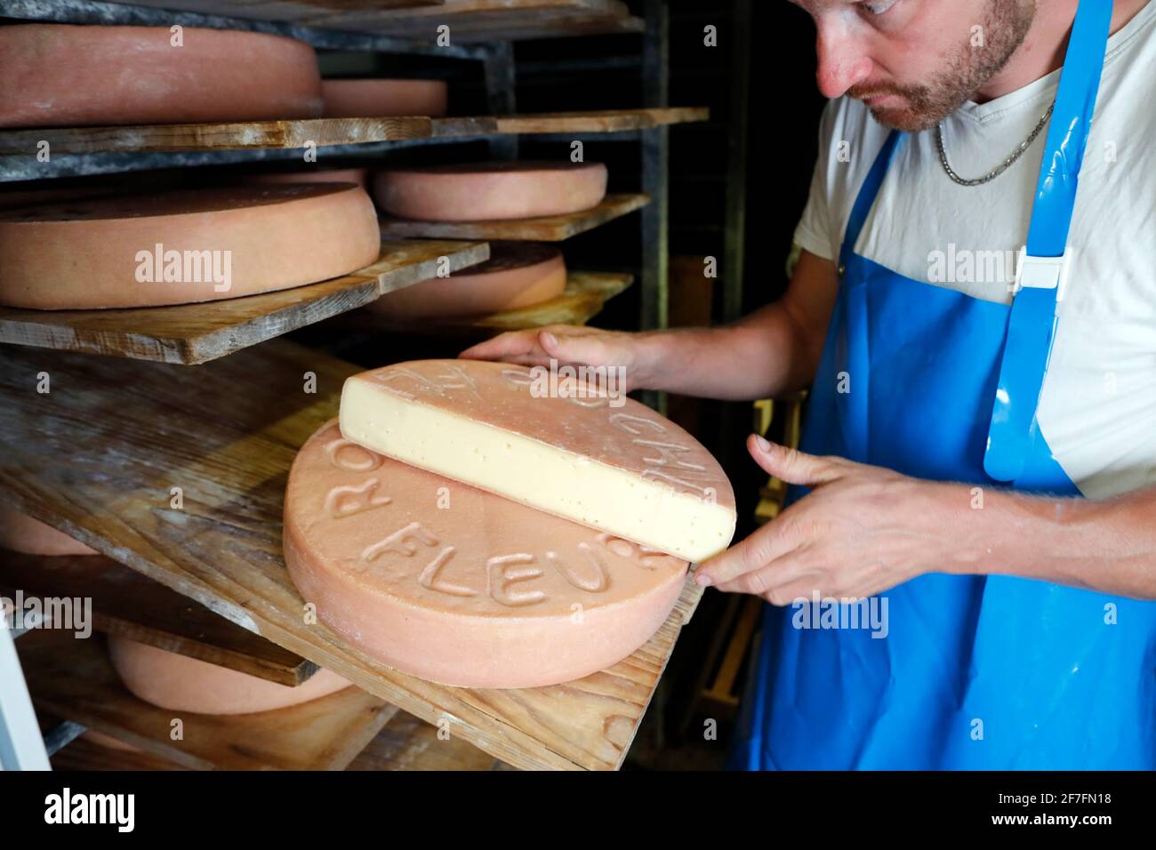 Caseificio tradizionale nelle Alpi francesi, ruote di formaggio (Raclette) che maturano su scaffali in cantina casearia negozio, alta Savoia, Francia Foto Stock