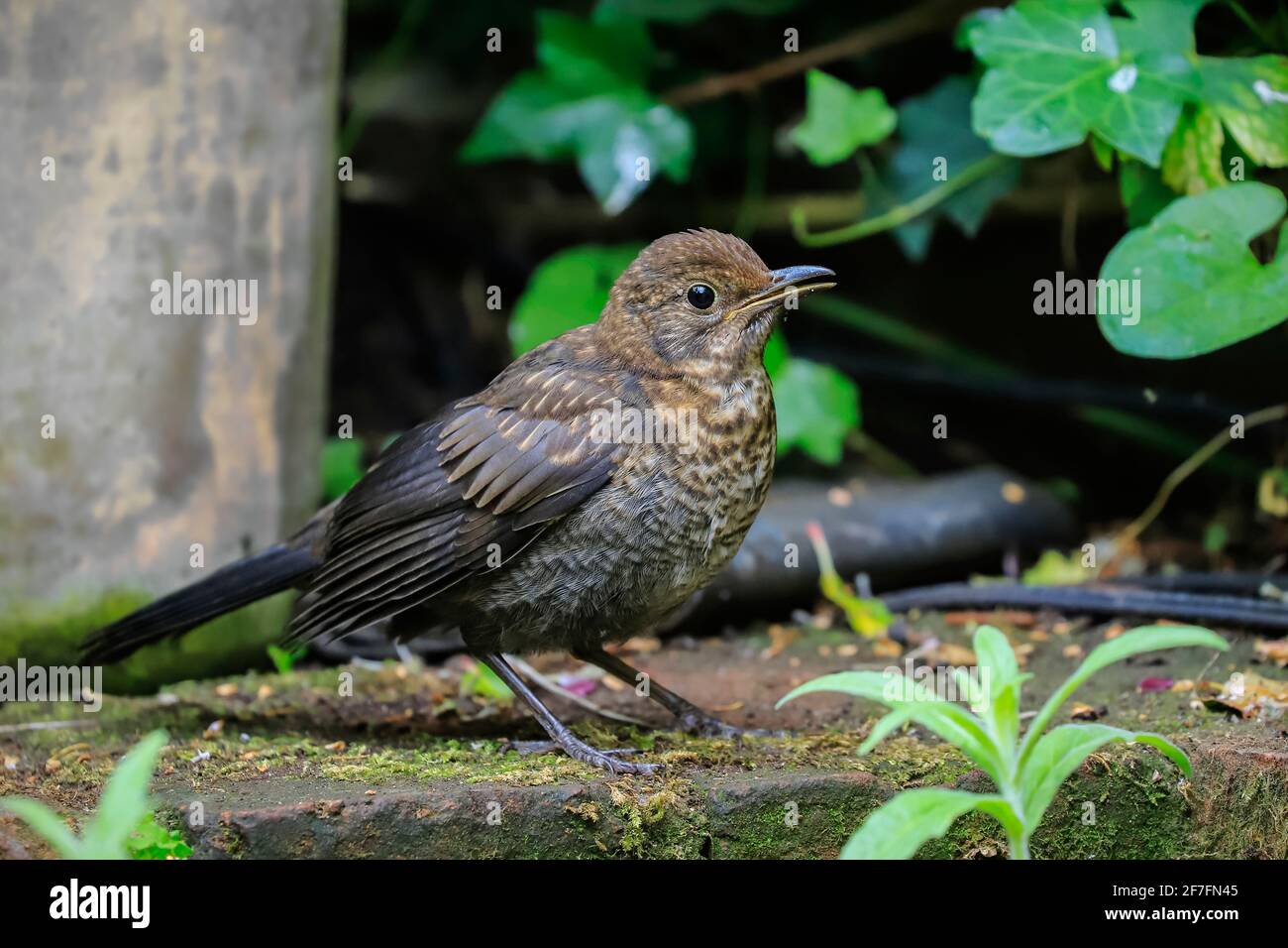 Il giovane uccello nero comune (Turdus merula) attende il cibo del genitore in un giardino di Chilterns, Henley-on-Thames, Oxfordshire, Inghilterra, Regno Unito Foto Stock