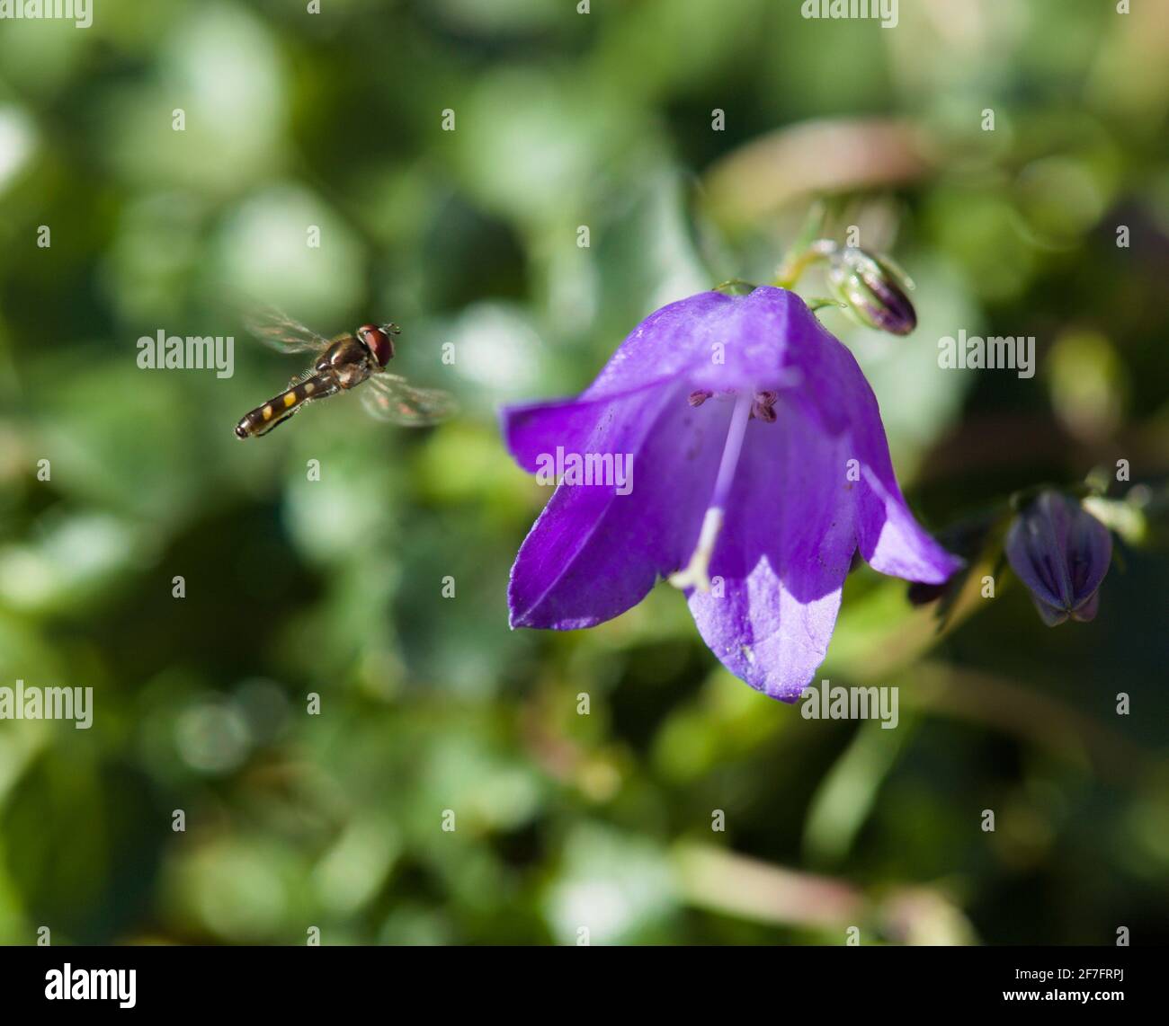 Natural World Beauty / Amazing Insects - Vista di un Volate in volo / famiglia scirpata che si avvicina Violet-blu Dwarf Bellflowers / Timboli fata / Foto Stock