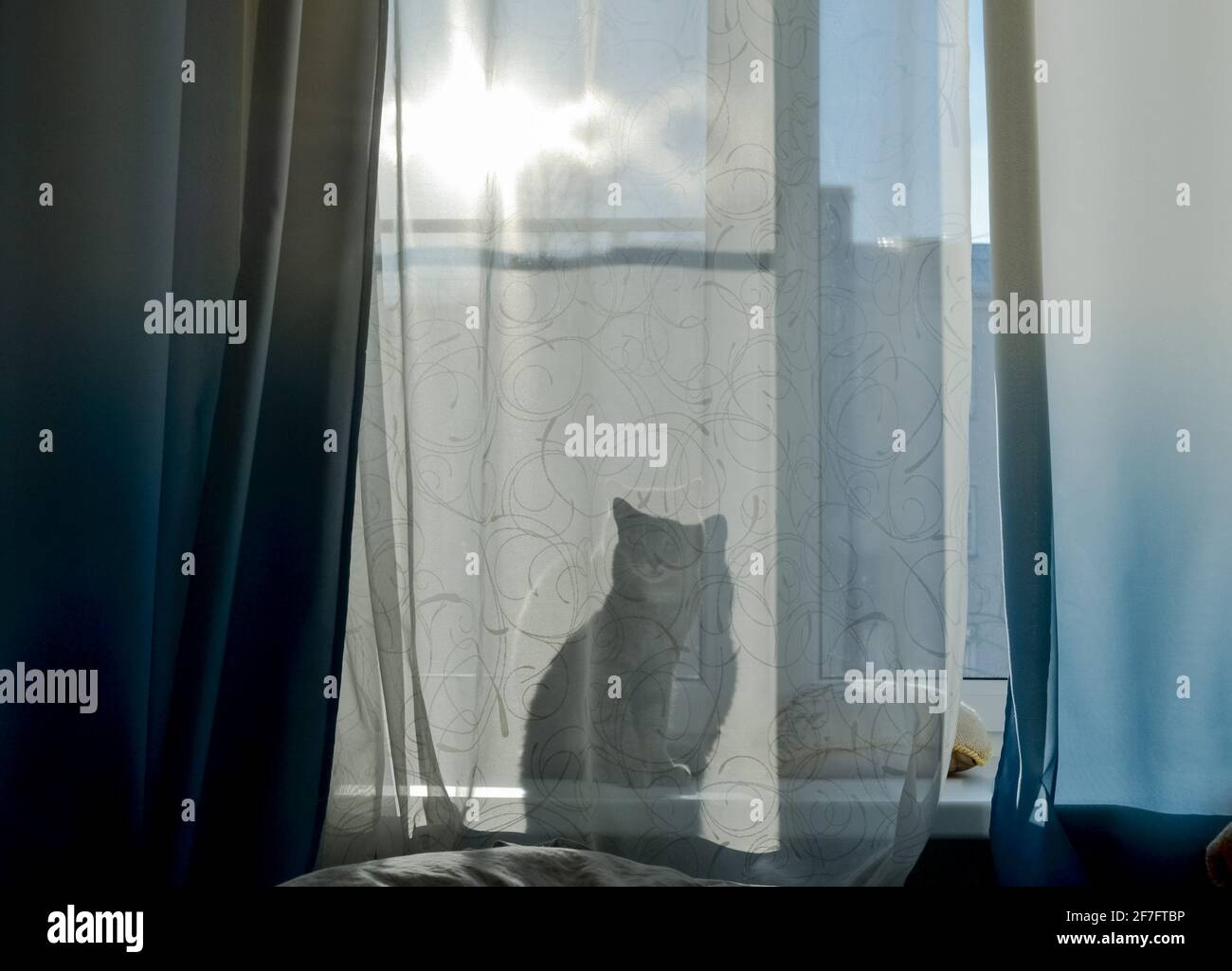 Il gatto è seduto sul davanzale e attraverso la tenda si può vedere la sua ombra, una silhouette. Giorno luminoso e soleggiato fuori dalla finestra. Foto Stock