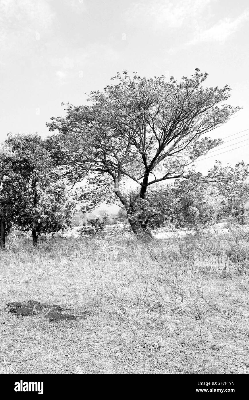 PAESAGGIO DI TERRENO AGRICOLO IN KARJAT, MAHARASHTRA, INDIA, CON ALBERI IN CRESCITA Foto Stock