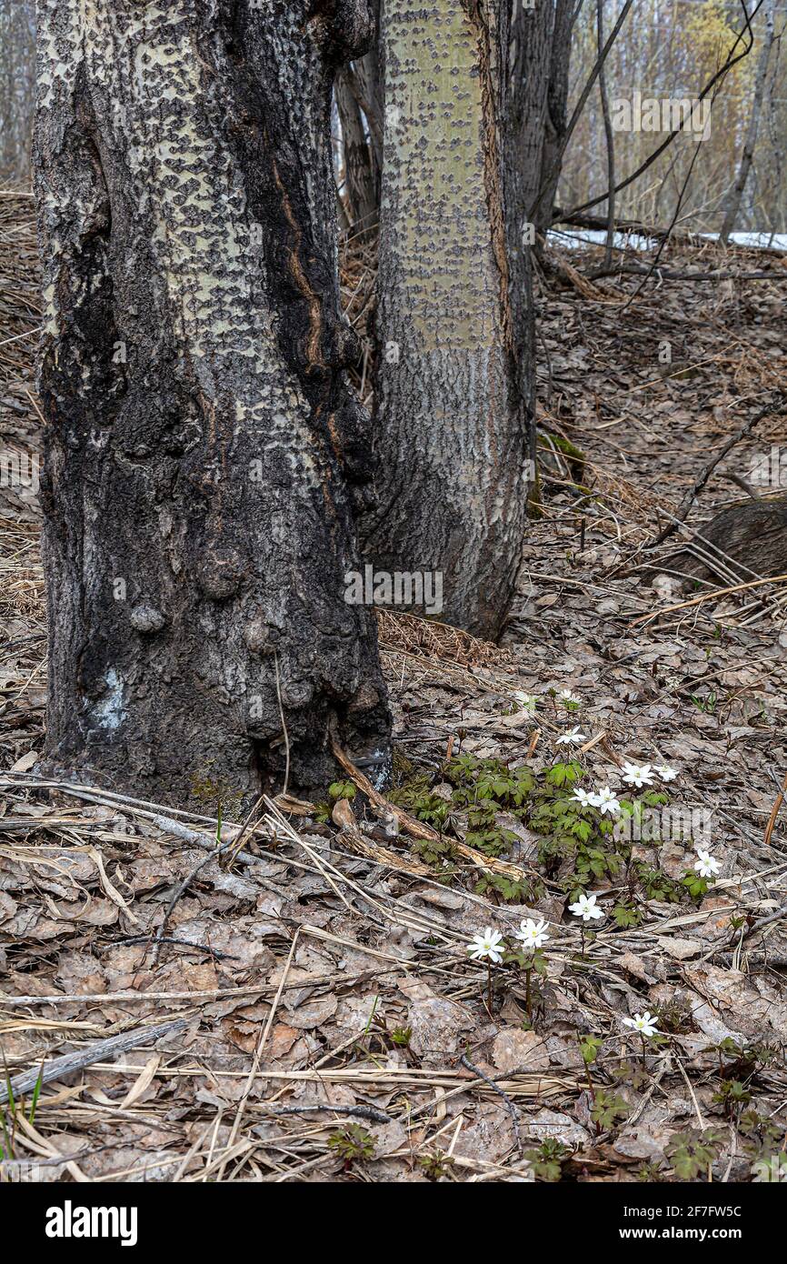 Glade di delicati fiori di Anemone sul bordo del foresta all'inizio della primavera Foto Stock