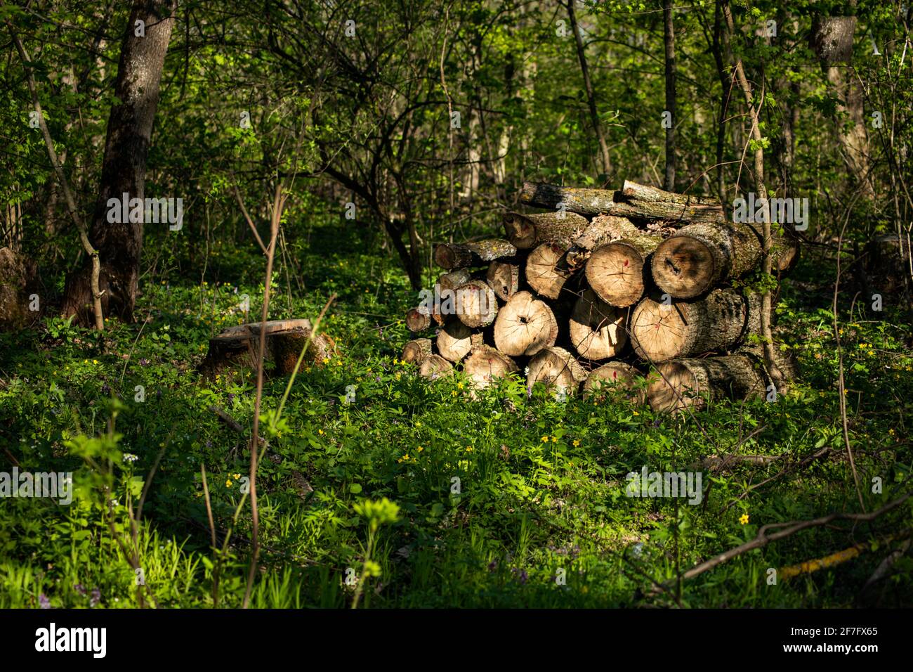 La deforestazione in ogni regione del mondo porterà alla scomparsa delle foreste e all'emissione di anidride carbonica. Foto Stock