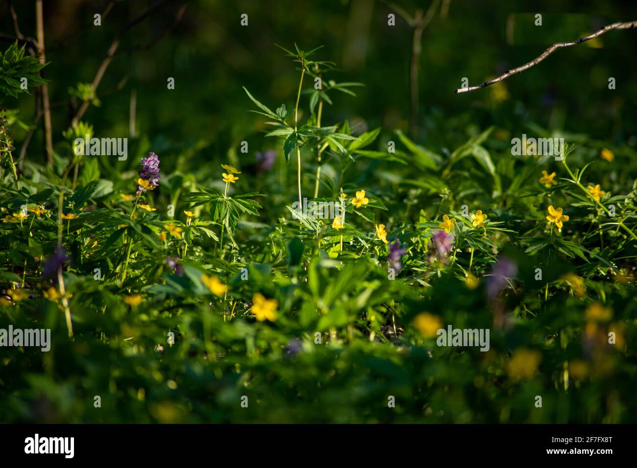 Glade con fiori selvatici multicolore nella foresta tra l'erba verde. I colori della primavera si sentono ovunque: Bianco, giallo, viola e verde Foto Stock