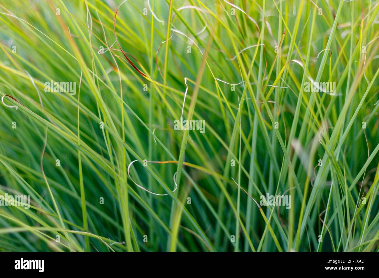 sfondo verde erba, primo piano e cornice completa Foto Stock