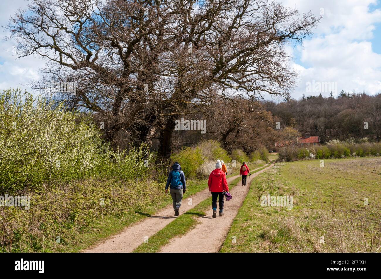 Persone che camminano lungo un vicolo di campagna nella costa di Norfolk AONB. Parte della passeggiata circolare di Snettisham segnata in un bel giorno di Primavera ad aprile. Foto Stock