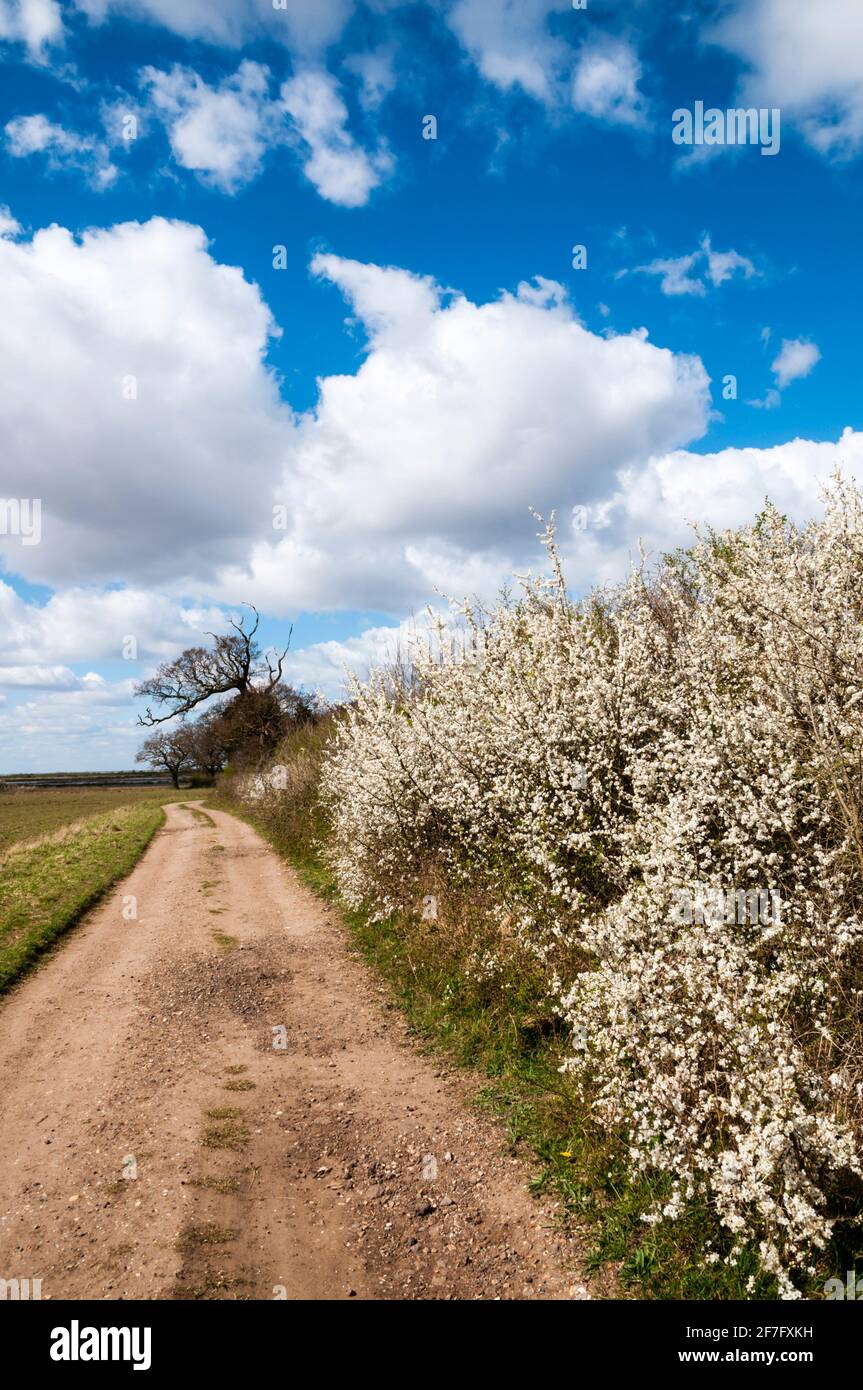 Un vicolo di campagna nella Costa Norfolk AONB in un bel giorno di Primavera. Parte della passeggiata circolare di Snettisham delimitata da una fioritura di spina nera, Prunus spinosa. Foto Stock