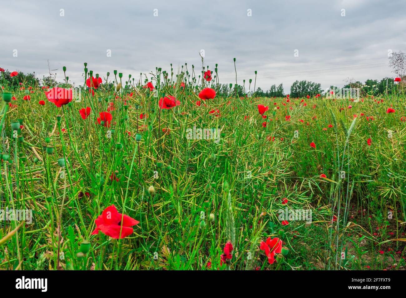 Fiori selvatici con fiori rossi. Campo di cereali in primavera con papaveri individuali. Gambi di fiori individuali con boccioli e semi sull'erba verde e la cera Foto Stock Fiori selvatici con fiori rossi. Campo di cereali in primavera con papaveri individuali. Gambi di fiori individuali con boccioli e semi sull'erba verde e la cera Foto Stock