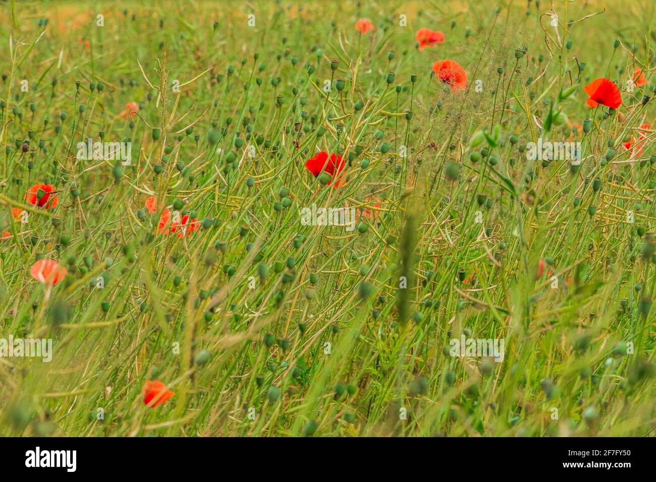 Prato con fiori selvatici. Campo con orzo di grano, grano, colza con gambo di frutta. Piante verdi con steli. Pianta di papavero con petali rossi. Un sacco di papavero Foto Stock Prato con fiori selvatici. Campo con orzo di grano, grano, colza con gambo di frutta. Piante verdi con steli. Pianta di papavero con petali rossi. Un sacco di papavero Foto Stock