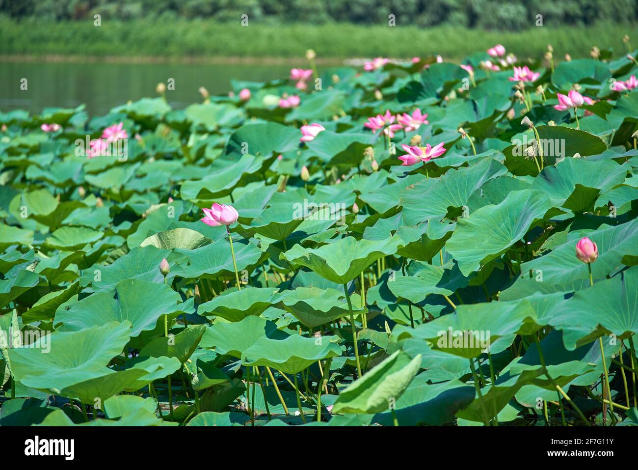 Campo di loto nel delta del fiume Volga in città Di Astrakhan Foto Stock