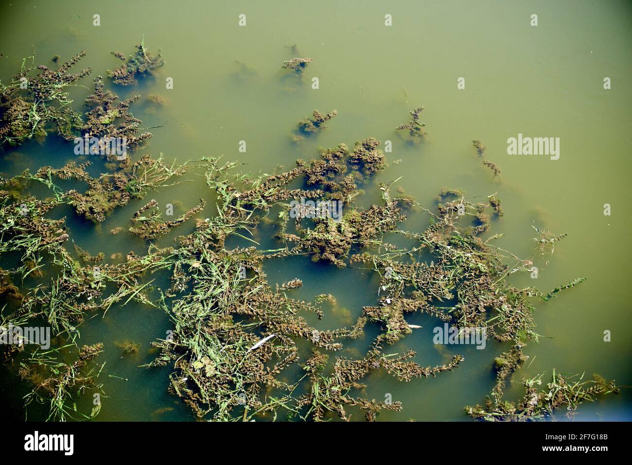 Elodea è un genere di 6 specie di piante acquatiche spesso chiamato le erbacce d'acqua Foto Stock