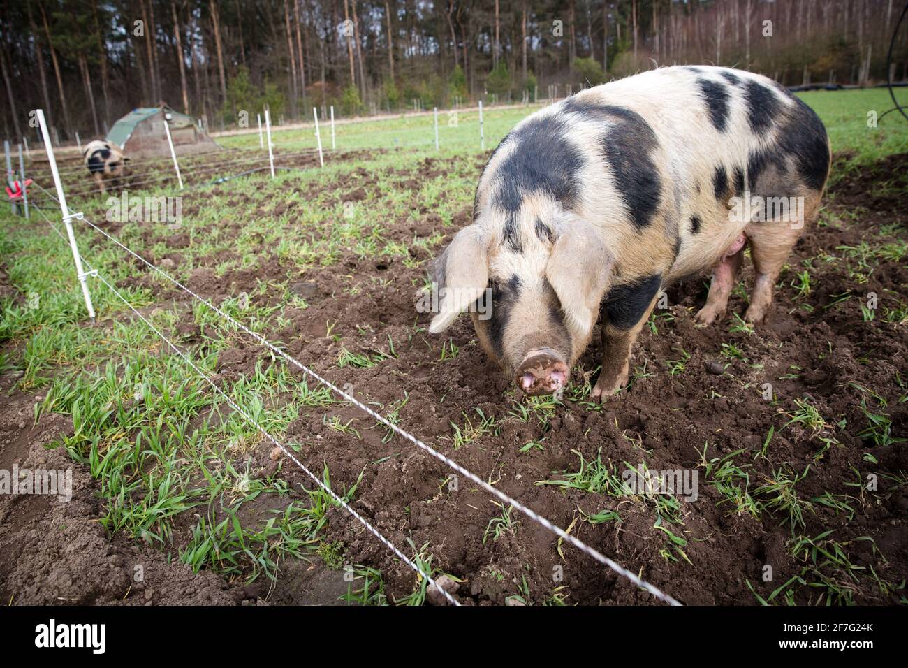 Allevamento di maiale estensivo, Benthheimer Landschwein specie-appropriato allevamento libero-gamma Foto Stock