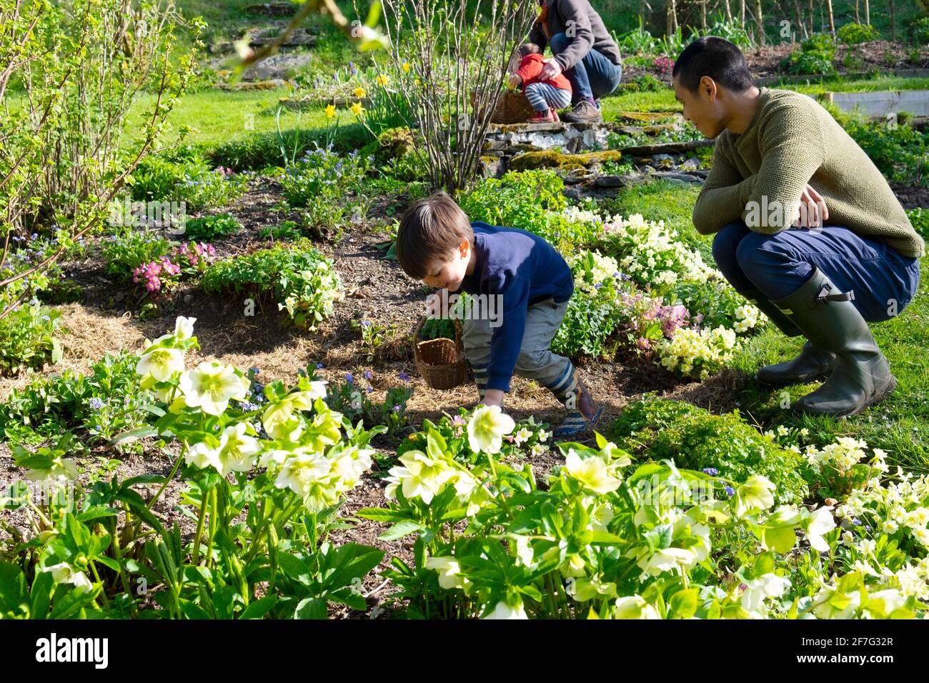 Bambino felice con il padre che guarda nel giardino del cottage del fiore di primavera Sulla famiglia caccia all'uovo di Pasqua che tiene il cesto di caccia per le uova GALLES REGNO UNITO KATHY DEWITT Foto Stock