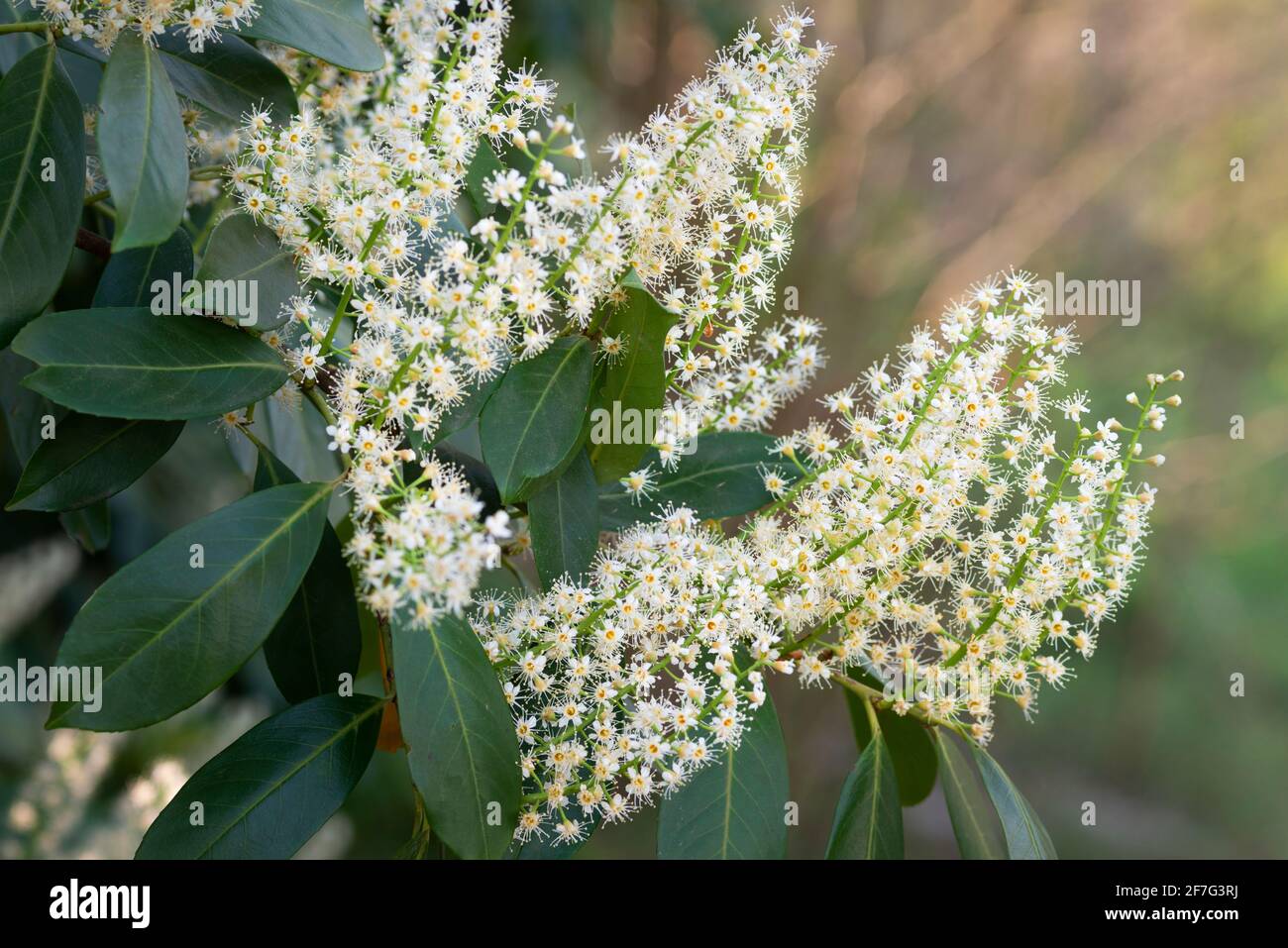 Italia, Lombardia, Fiori del Ciliegio, Prunus laurocerasus Foto Stock