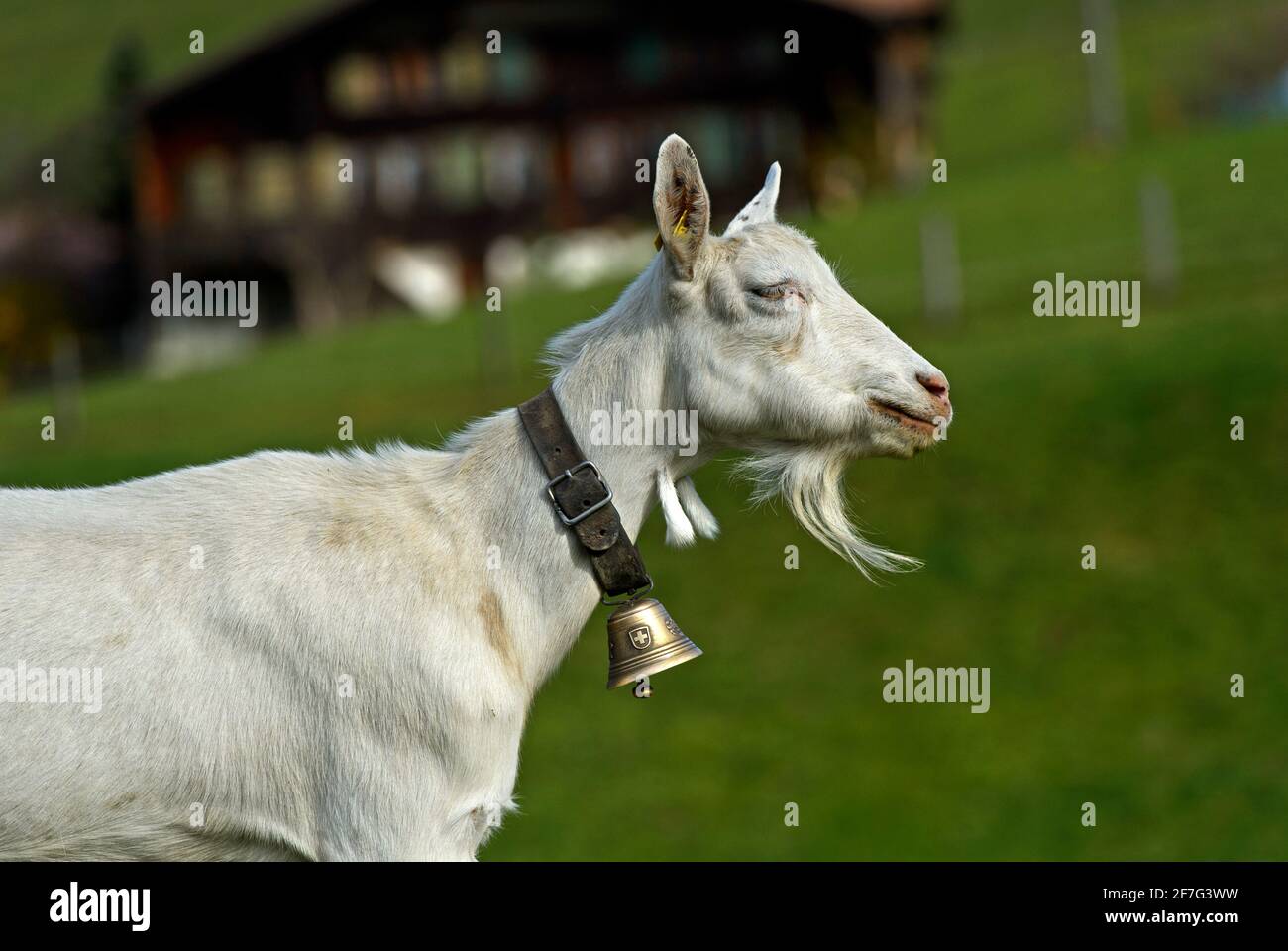 Capra Saanen, capra billy senza corna con barba e campana, Saanen, Obersimmental-Saanen, Canton Berna, Svizzera Foto Stock