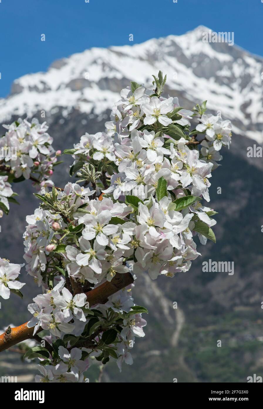 Ramo fiorente di un albero di mela, completamente, Vallese, Svizzera Foto Stock