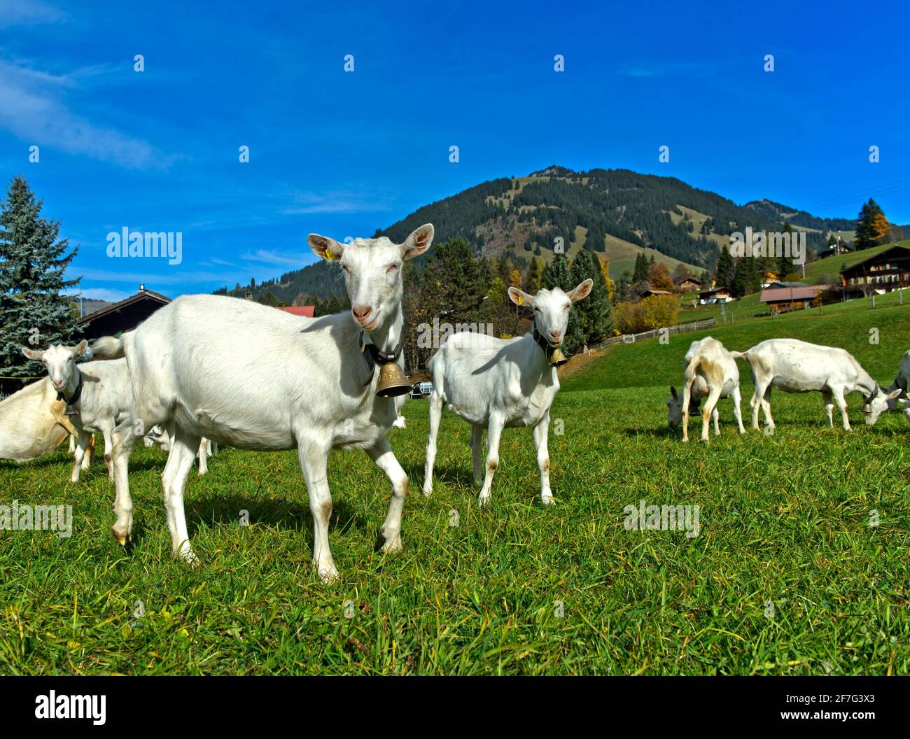 Mandria di capre bianche Saanen, Saanen, Obersimmental-Saanen, Canton Berna, Svizzera Foto Stock