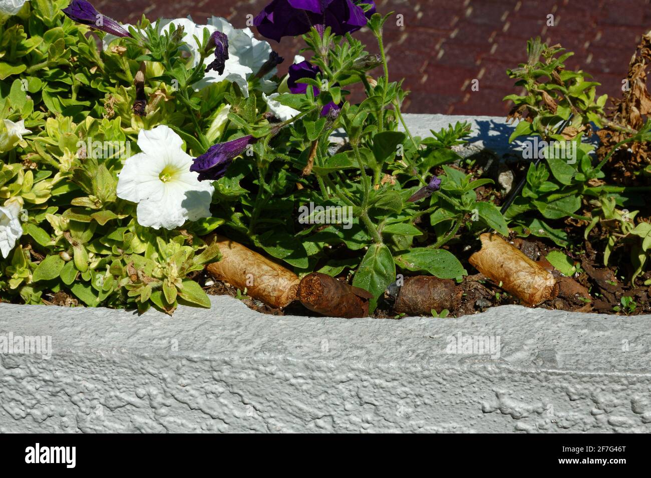 Sigari in scatola di fiori, scartati, cattive pratiche, petunia, Tampa Bay Downs, Florida, Tampa, Florida, primavera Foto Stock