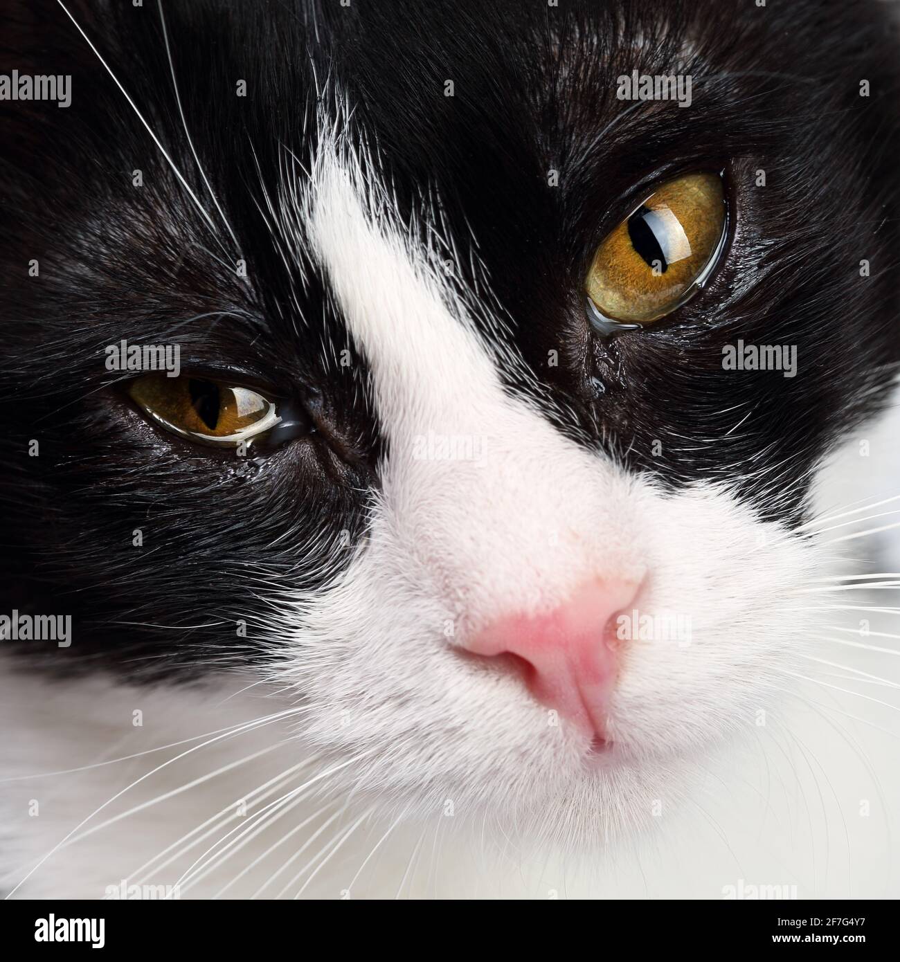 Primo piano ritratto di un adorabile gatto bianco e nero giovane con bellissimi occhi color ambra scuro leggermente avvitabili Foto Stock