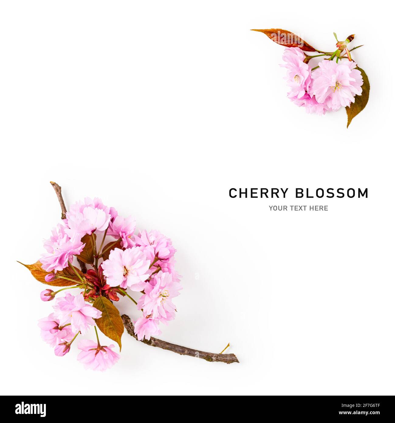 Fioritura dei ciliegi. Composizione creativa con fiori di sorgente sakura isolati su sfondo bianco. Disposizione a primavera. Concetto di vacanza. Posa piatta, parte superiore v Foto Stock