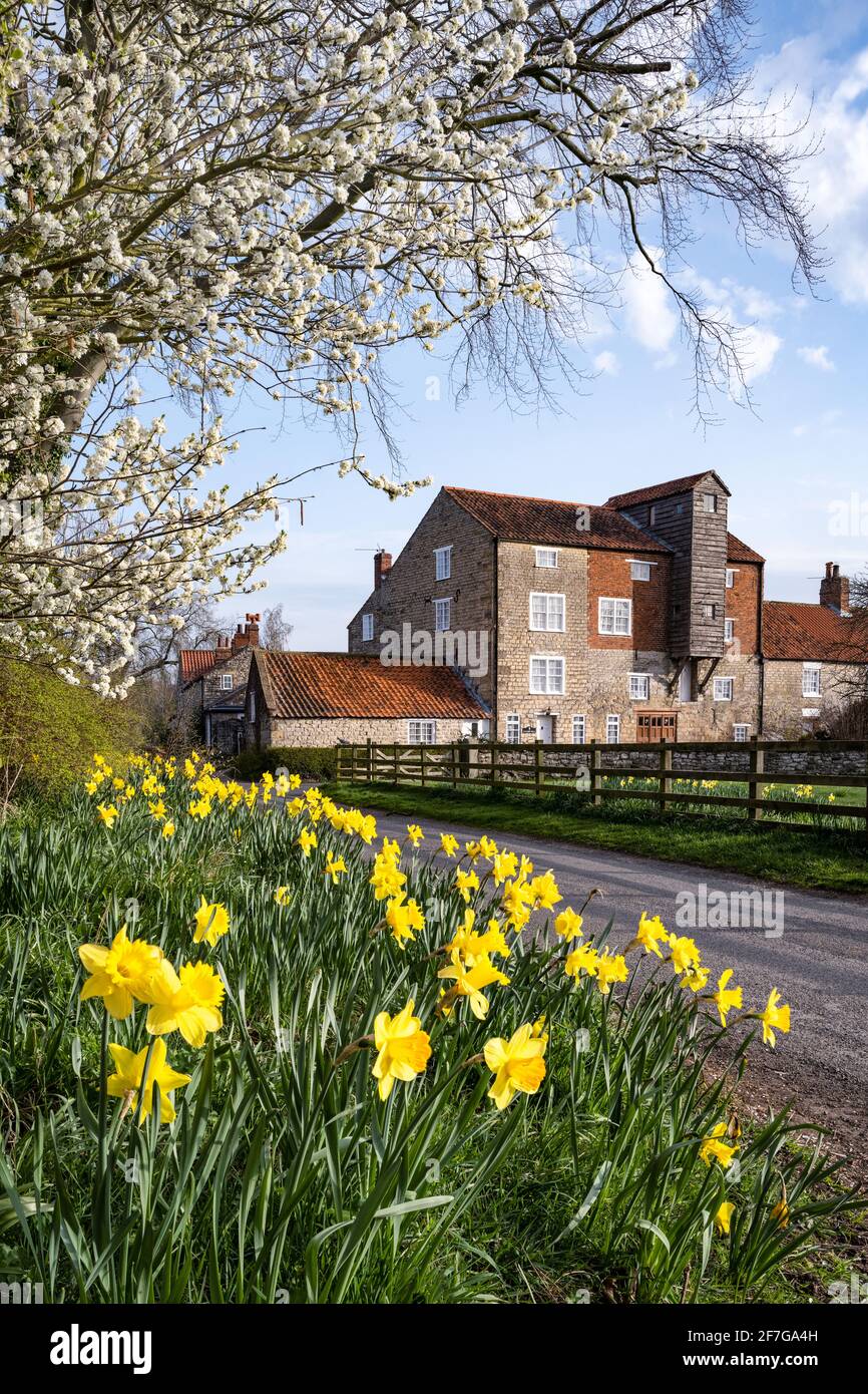 Narcisi e fiore primaverile al Vivers Mill, Pickering Foto Stock