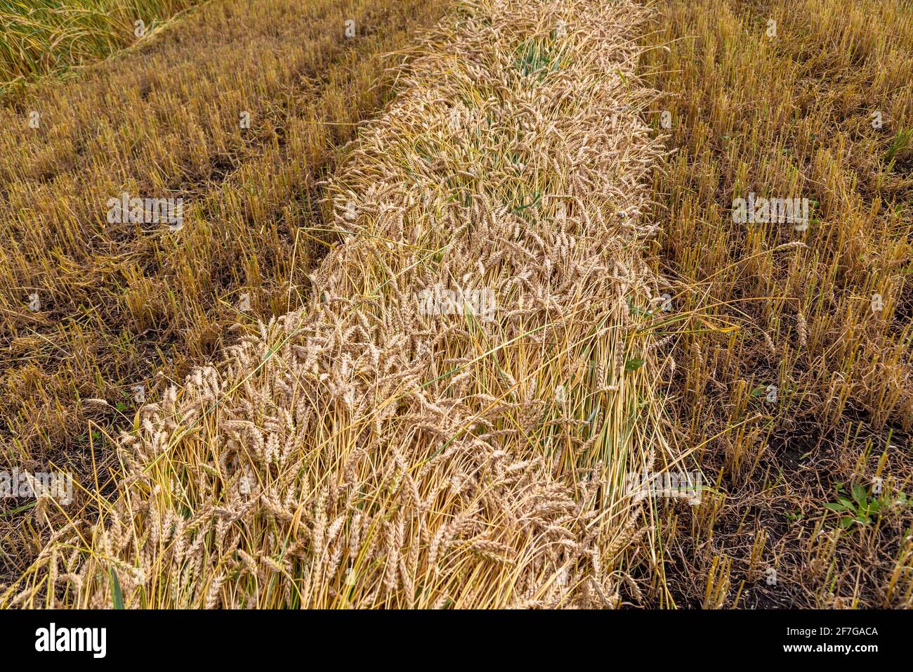 Separare la raccolta del grano falciando le testate in andane a. un taglio basso Foto Stock