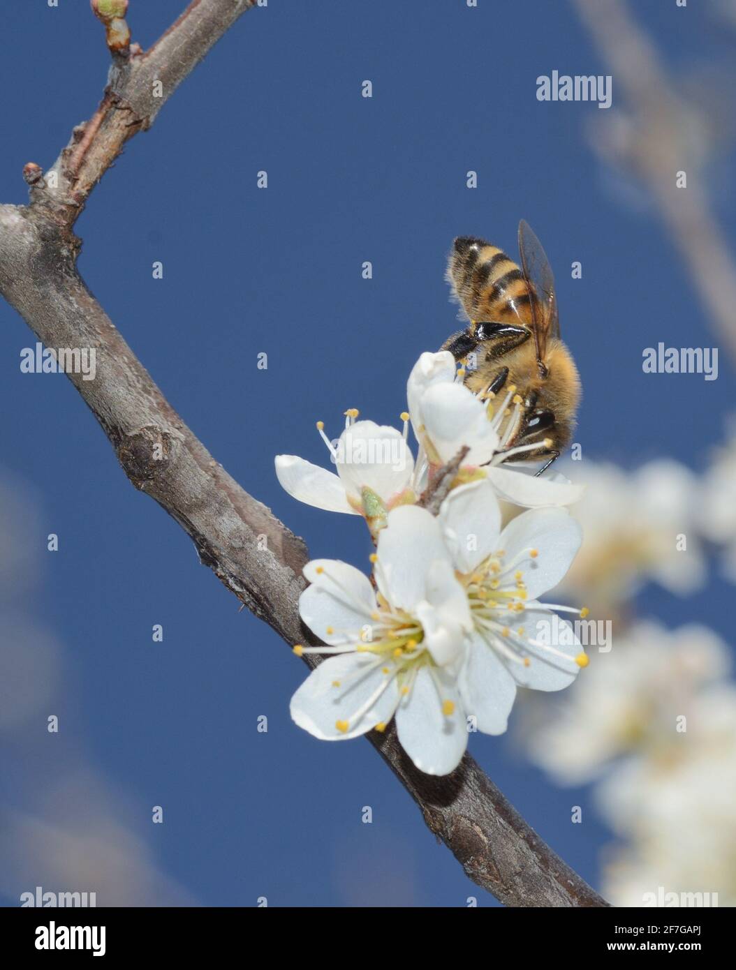 Primo piano di un'ape che impollinava un fiore bianco Foto Stock