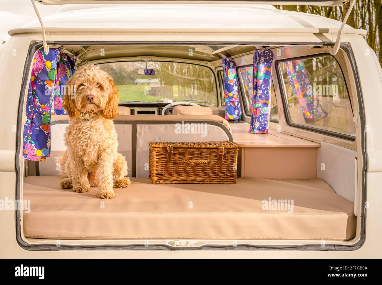 Cockapoo cane seduto in aperto sul retro del campervan VW Foto Stock