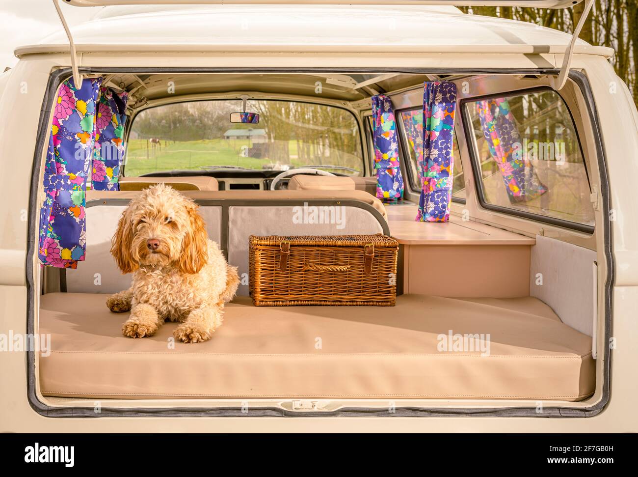 Cockapoo cane seduto in aperto sul retro del campervan VW Foto Stock
