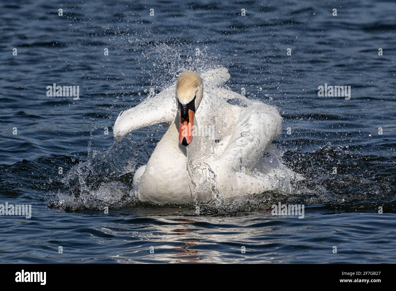 Mute Swan bagno e preening in acque cristalline, Norwich, Norfolk, East Anglia, UK Foto Stock