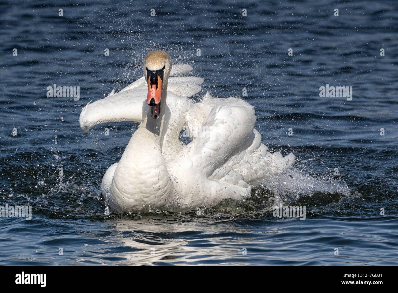 Mute Swan bagno e preening in acque cristalline, Norwich, Norfolk, East Anglia, UK Foto Stock